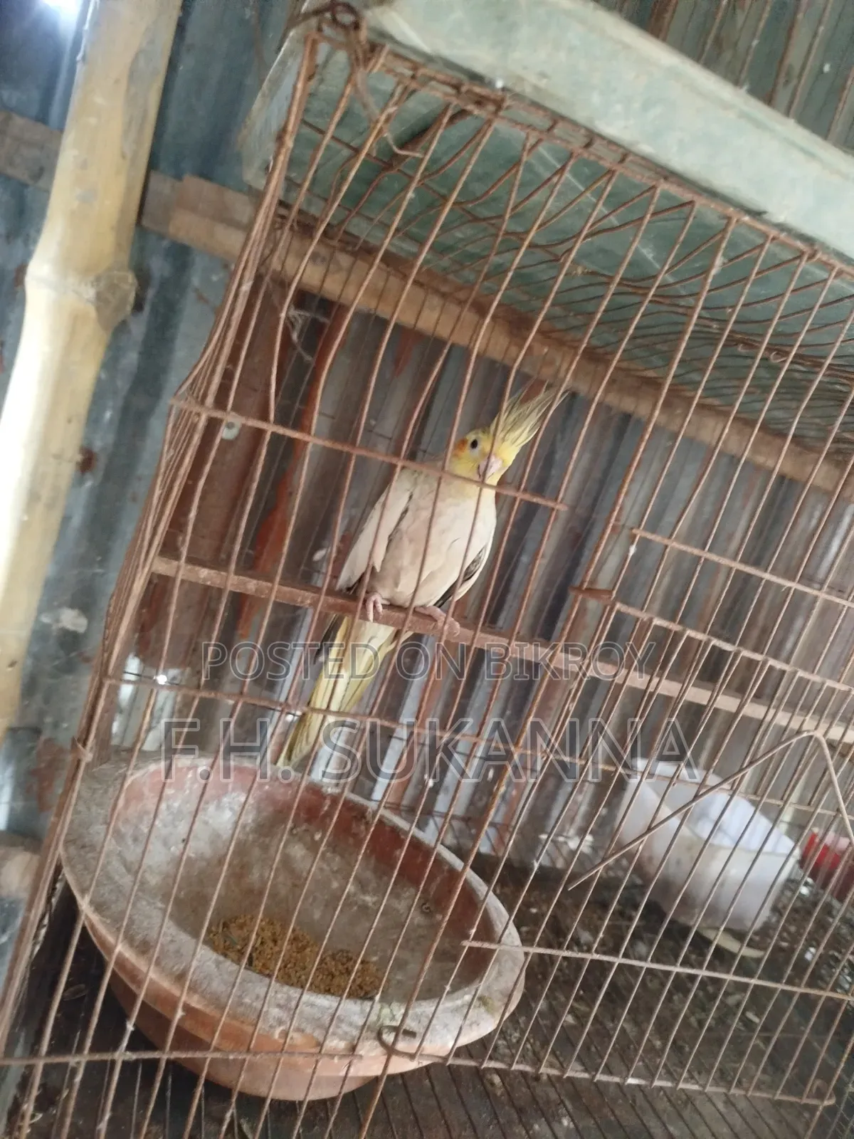 ককাটেল পাখি