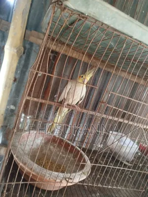 ককাটেল পাখি