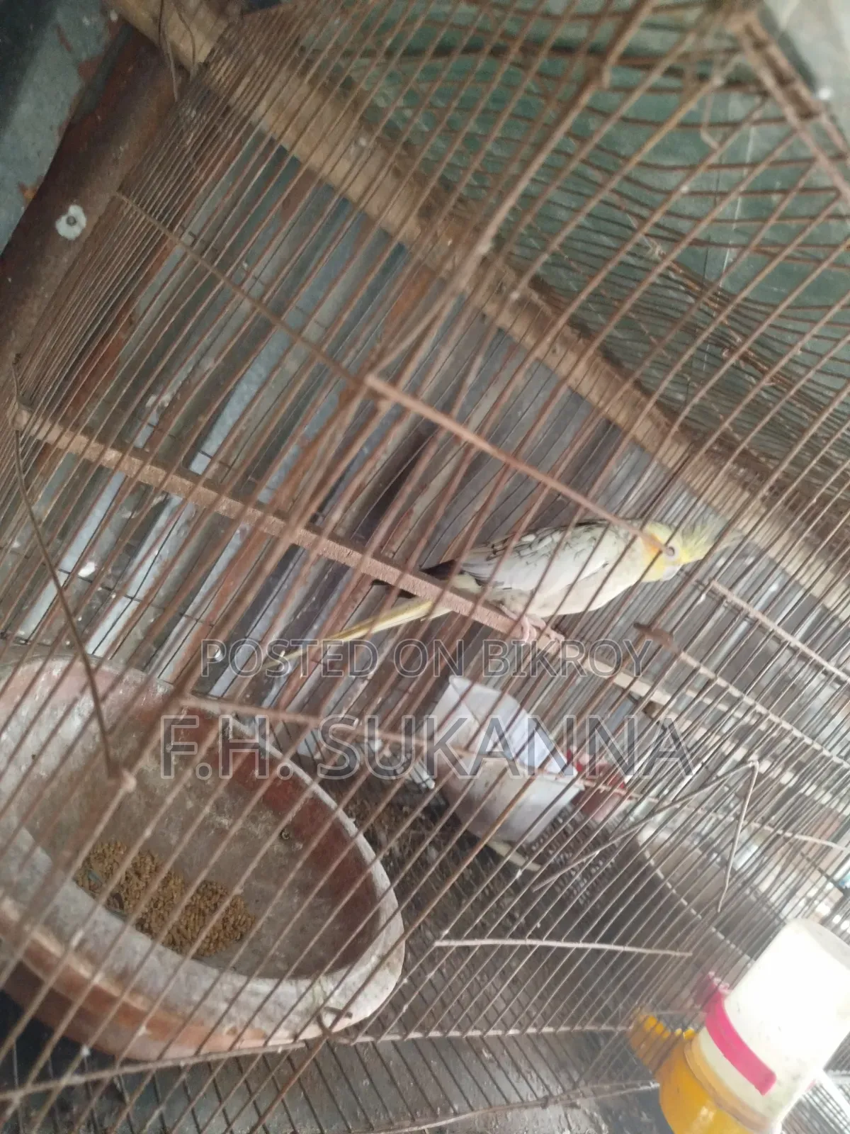 ককাটেল পাখি