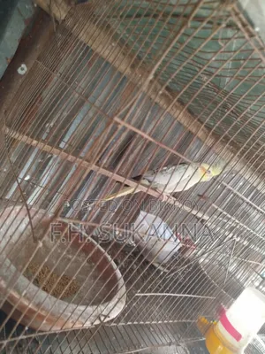 ককাটেল পাখি