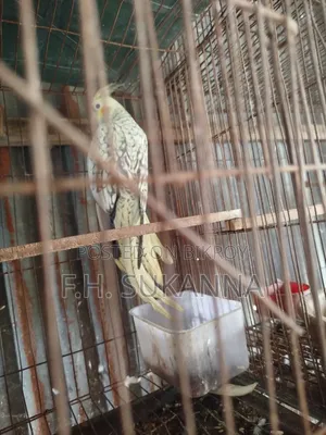 ককাটেল পাখি