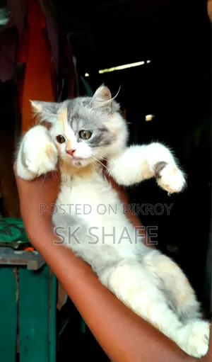 1-3 months Female Purebred Persian