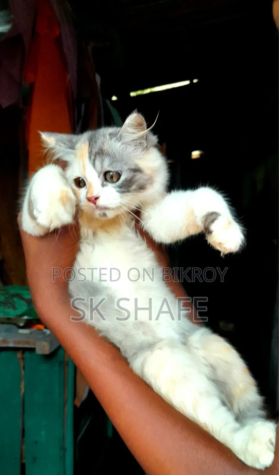 1-3 months Female Purebred Persian