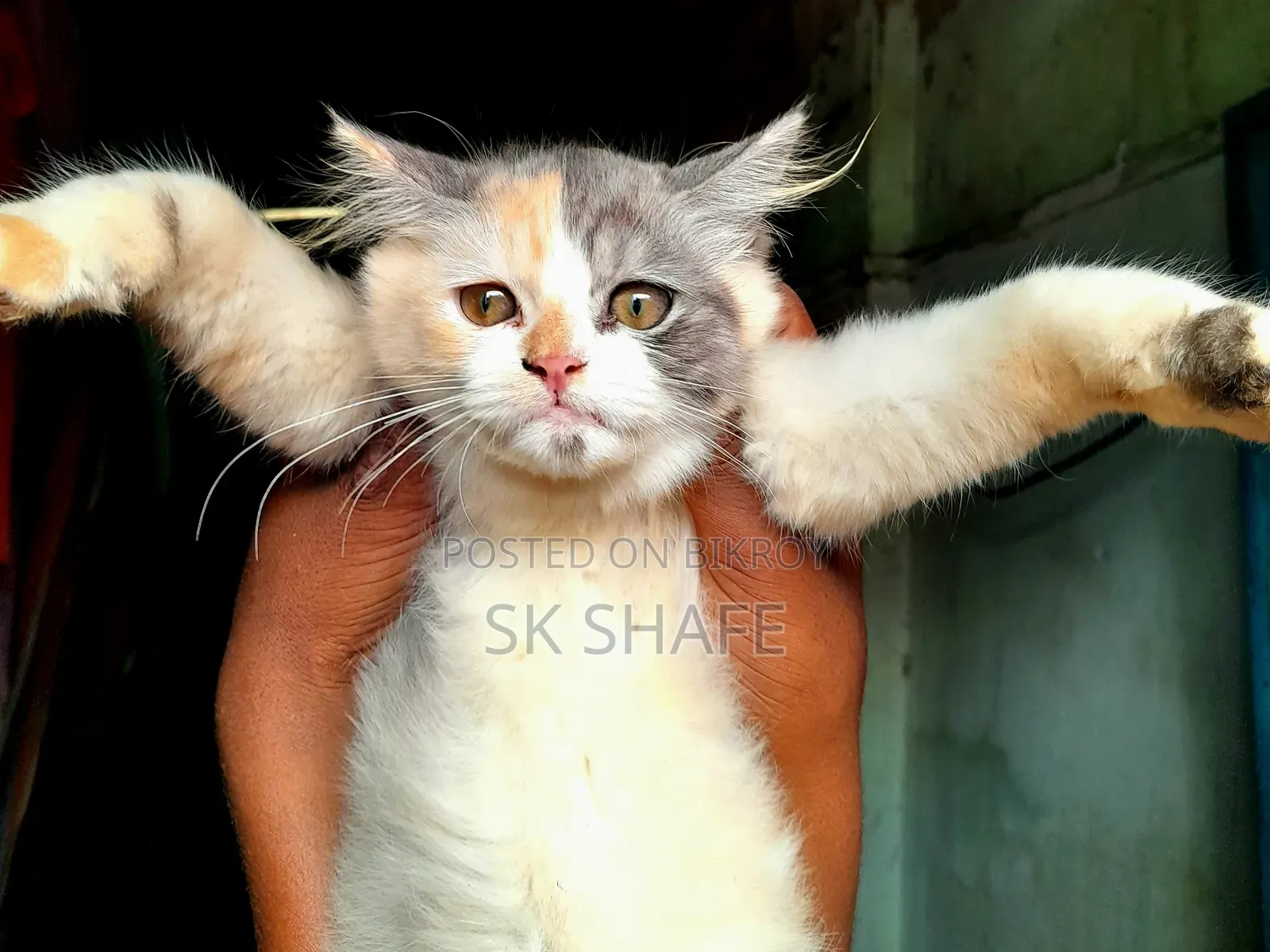1-3 months Female Purebred Persian