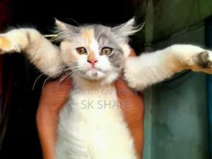 1-3 months Female Purebred Persian