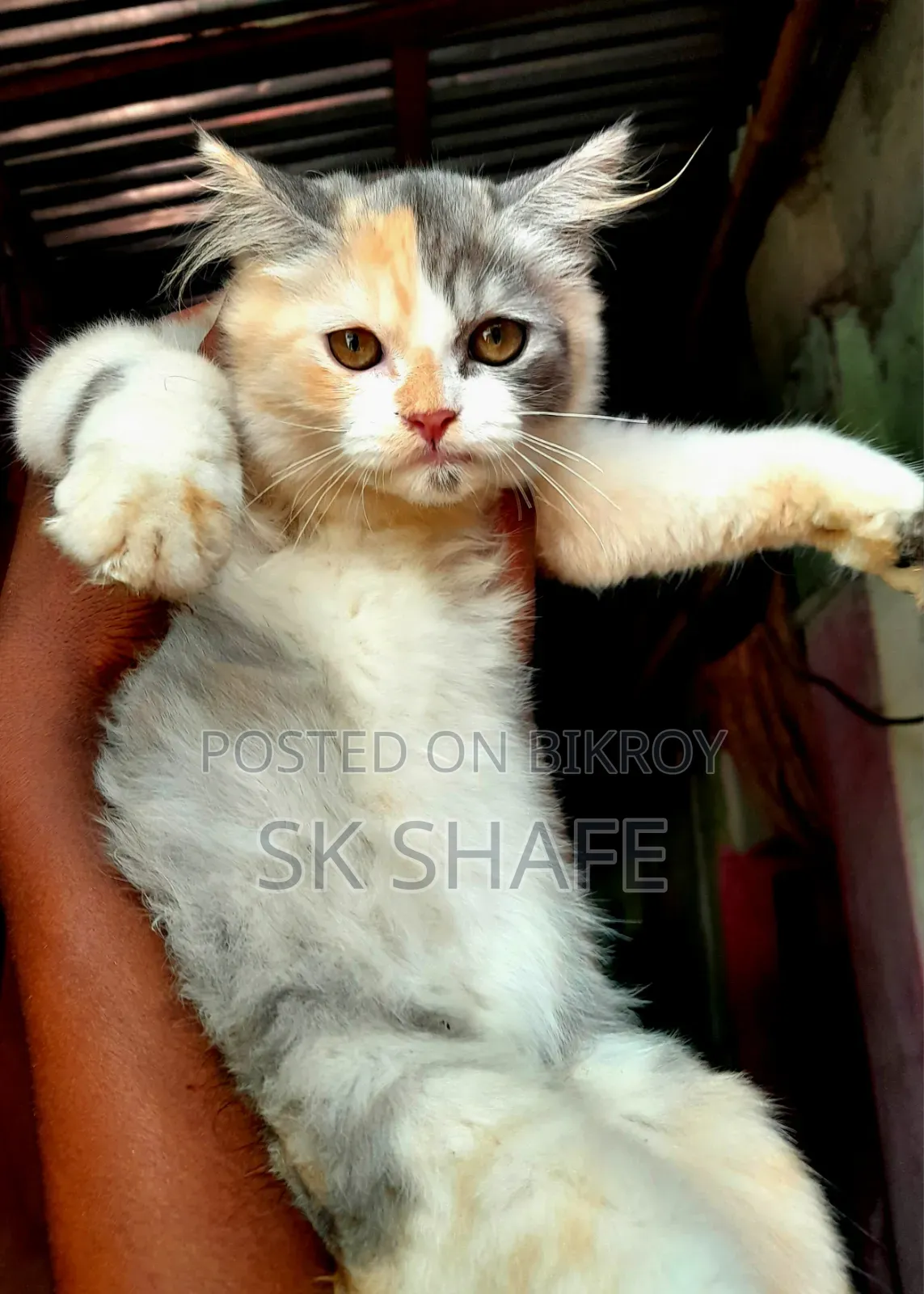 1-3 months Female Purebred Persian