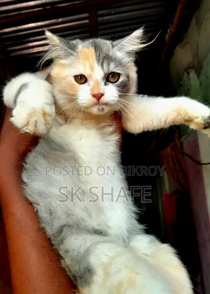 1-3 months Female Purebred Persian
