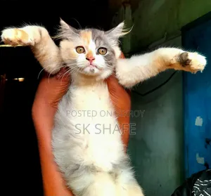 1-3 months Female Purebred Persian