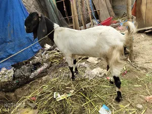 ছাগল বিক্রি