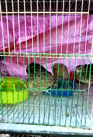 Complete Farm Setup with 5-Tier Cage for Sale