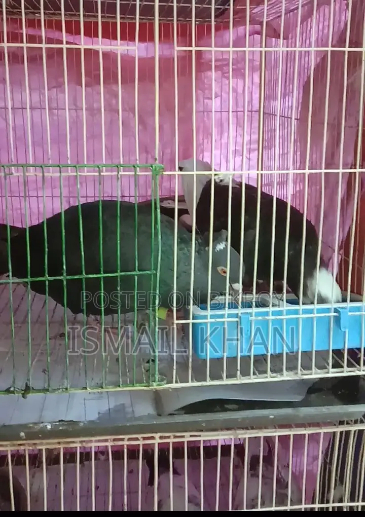 Complete Farm Setup with 5-Tier Cage for Sale
