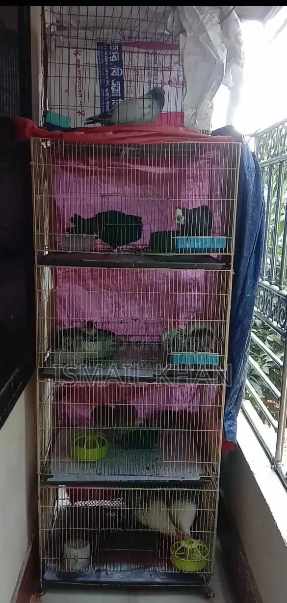 Complete Farm Setup with 5-Tier Cage for Sale