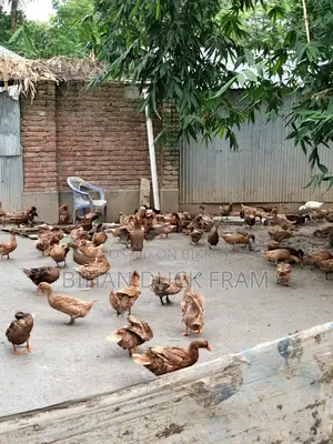 Khaki Campbell Ducks 6 Months Old Laying Eggs for Sale