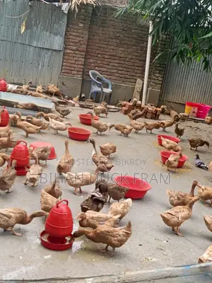 খাকি ক্যামবেল হাঁস রানিং ডিম ৬ মাস বয়সী বিক্রি হবে