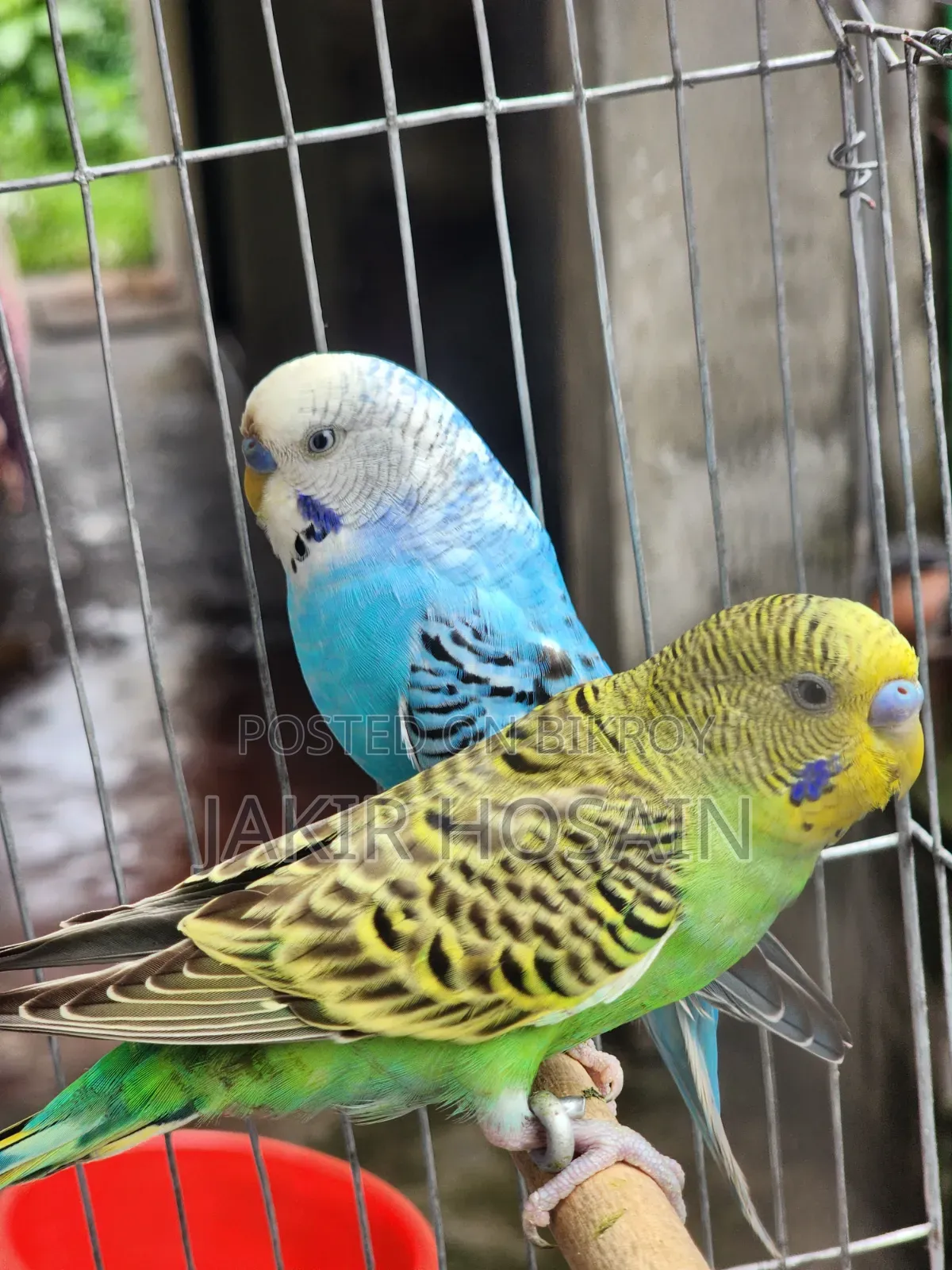 A pair of Budgerigar birds