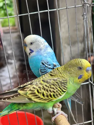 A pair of Budgerigar birds