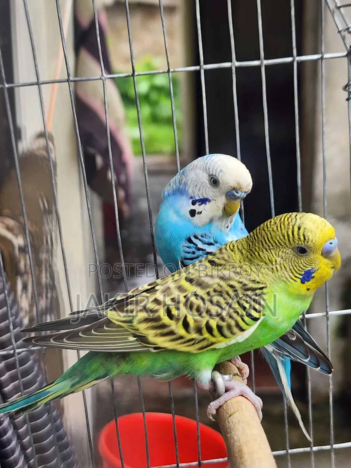 A pair of Budgerigar birds