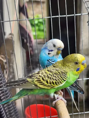 A pair of Budgerigar birds