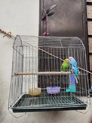 A pair of Budgerigar birds