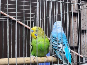 A pair of Budgerigar birds