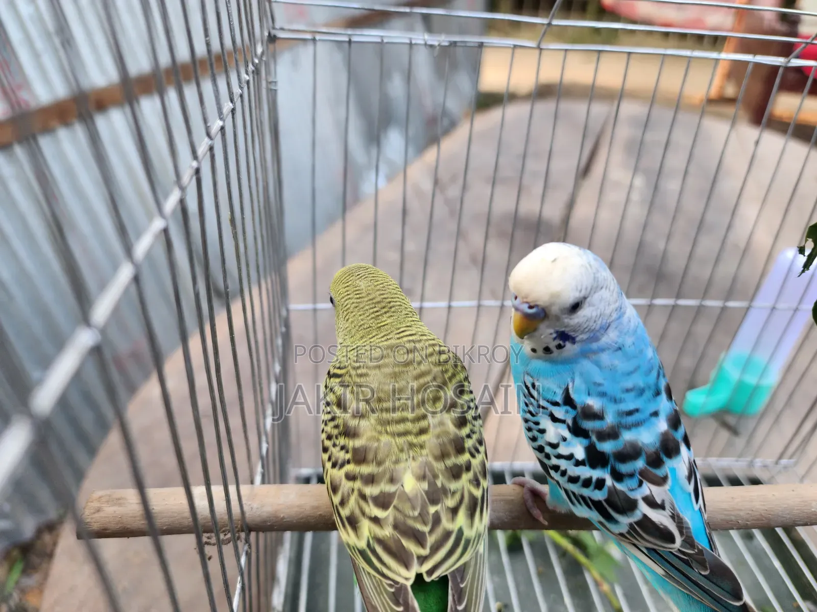 A pair of Budgerigar birds