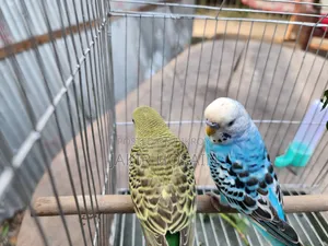 A pair of Budgerigar birds