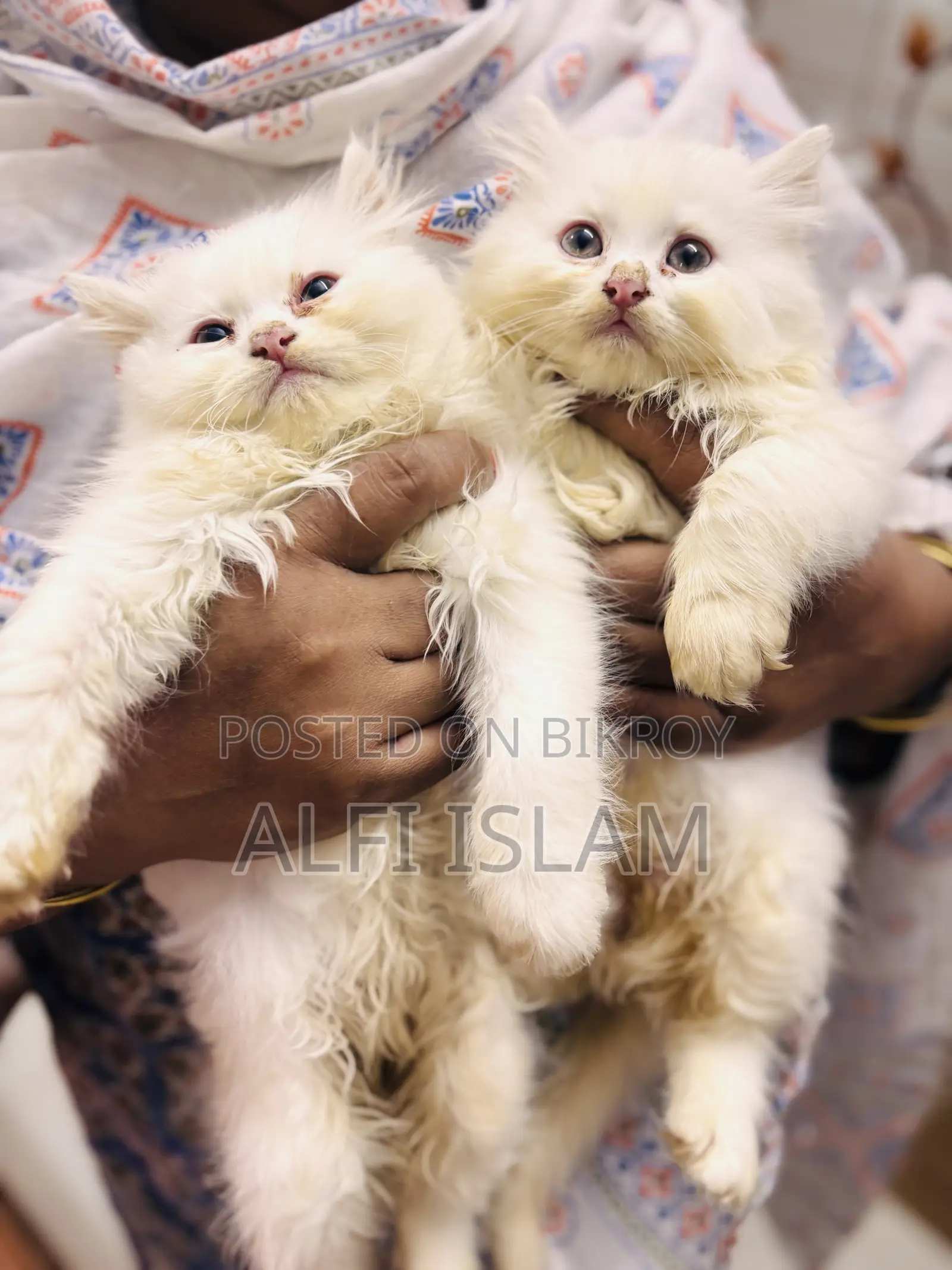 0-1 Month Female Purebred Persian