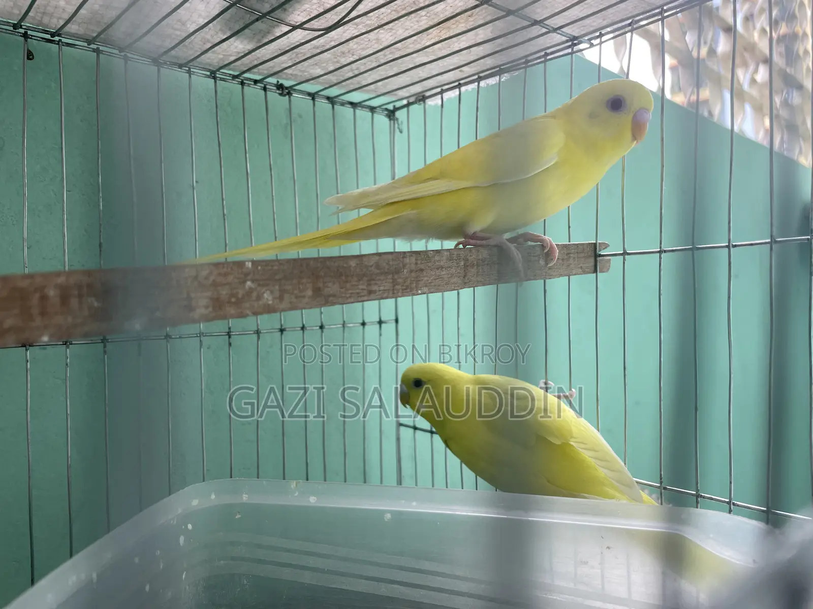 7 pieces, Lutino Rainbow Budgie for sale
