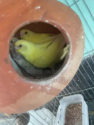 7 pieces, Lutino Rainbow Budgie for sale