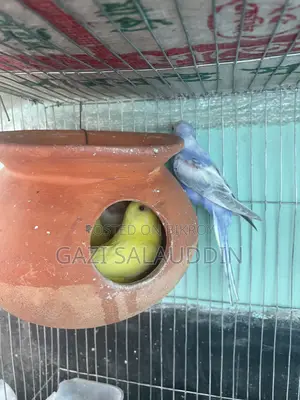 7 pieces, Lutino Rainbow Budgie for sale