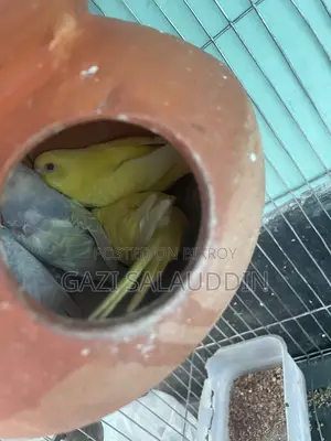 7 pieces, Lutino Rainbow Budgie for sale