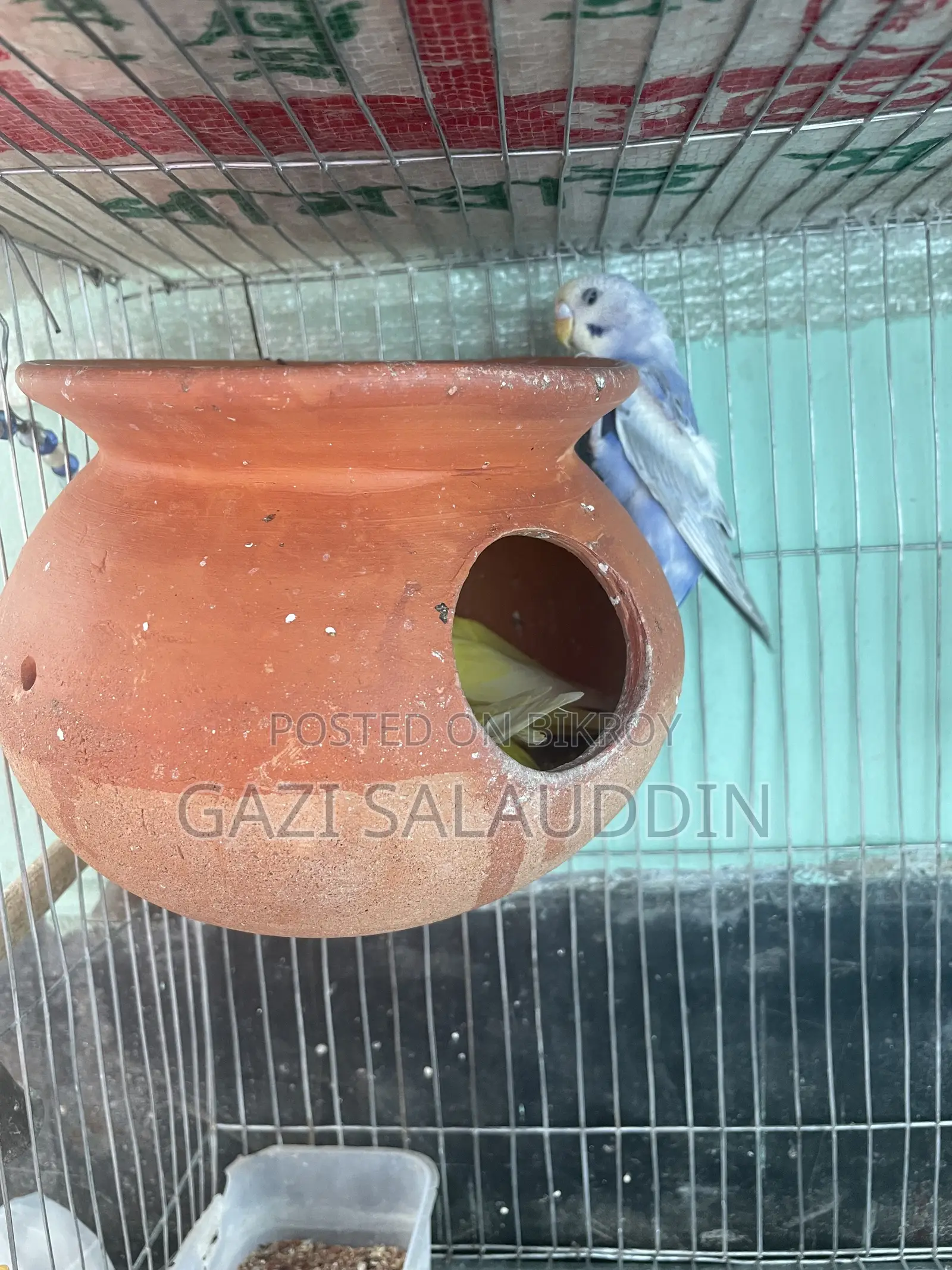 7 pieces, Lutino Rainbow Budgie for sale