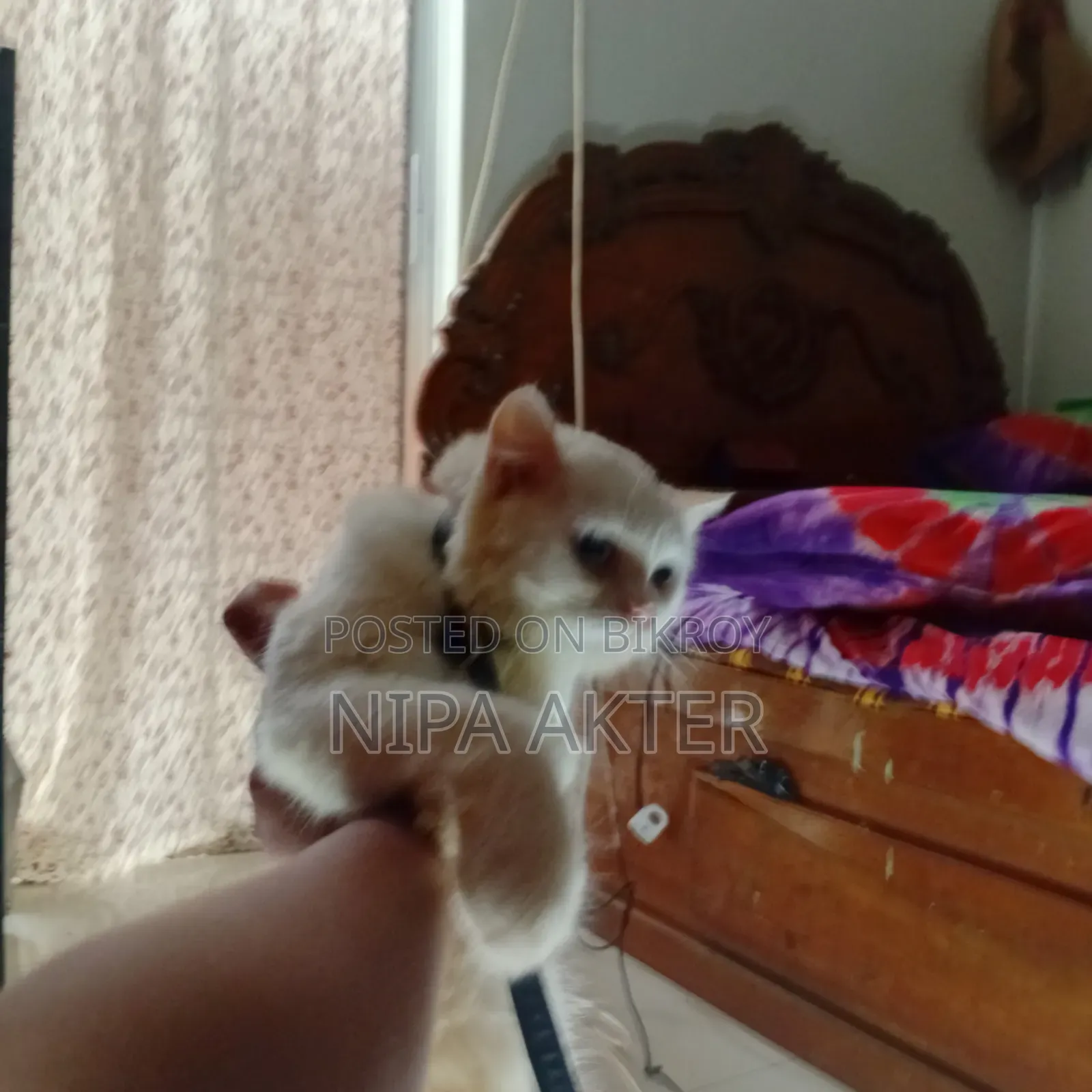 6-12 Months Female Purebred Bengal