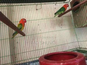 Love Bird With Full Setup
