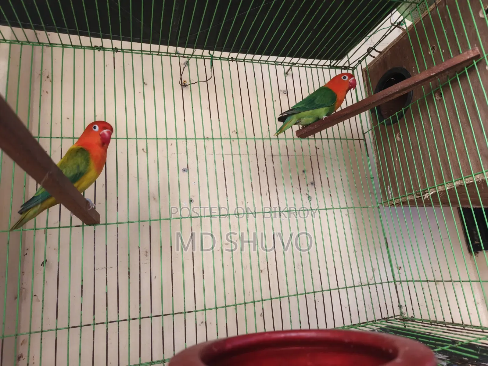 Love Bird With Full Setup