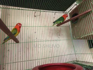 Love Bird With Full Setup