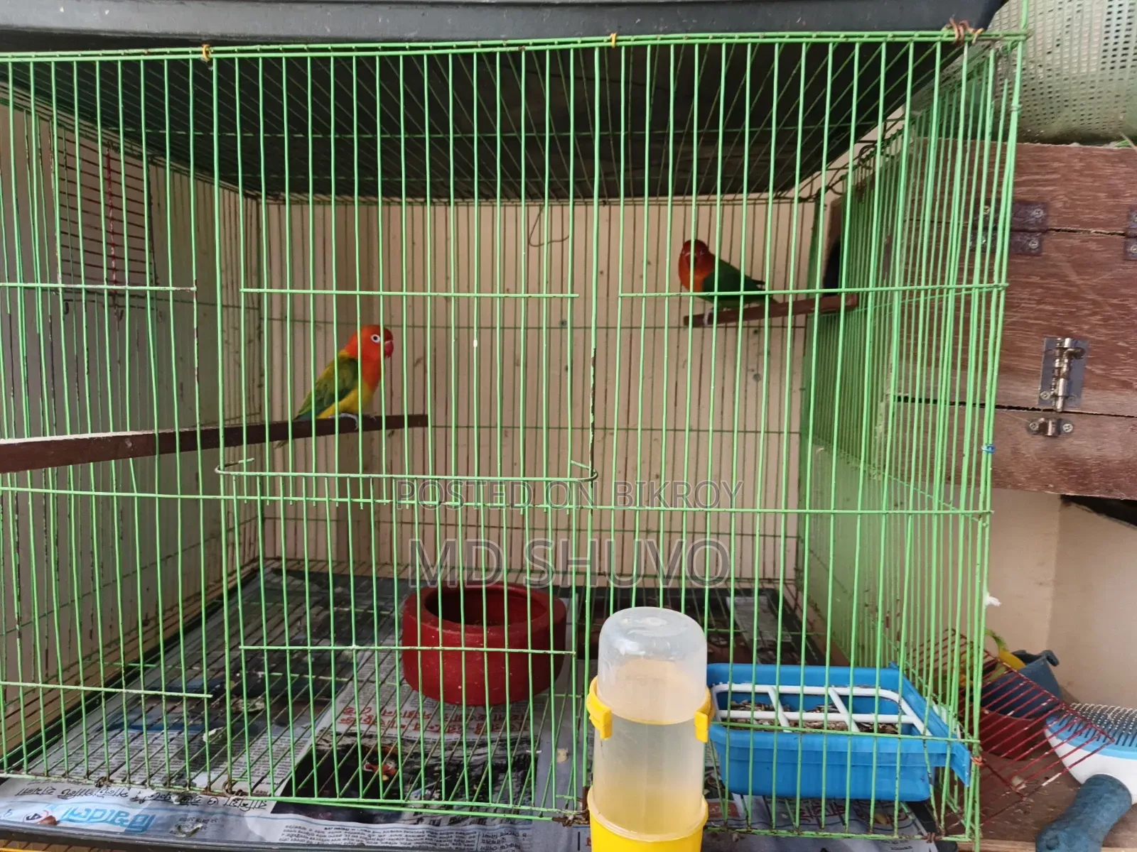 Love Bird With Full Setup