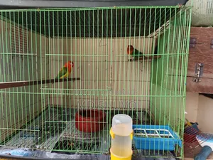 Love Bird With Full Setup