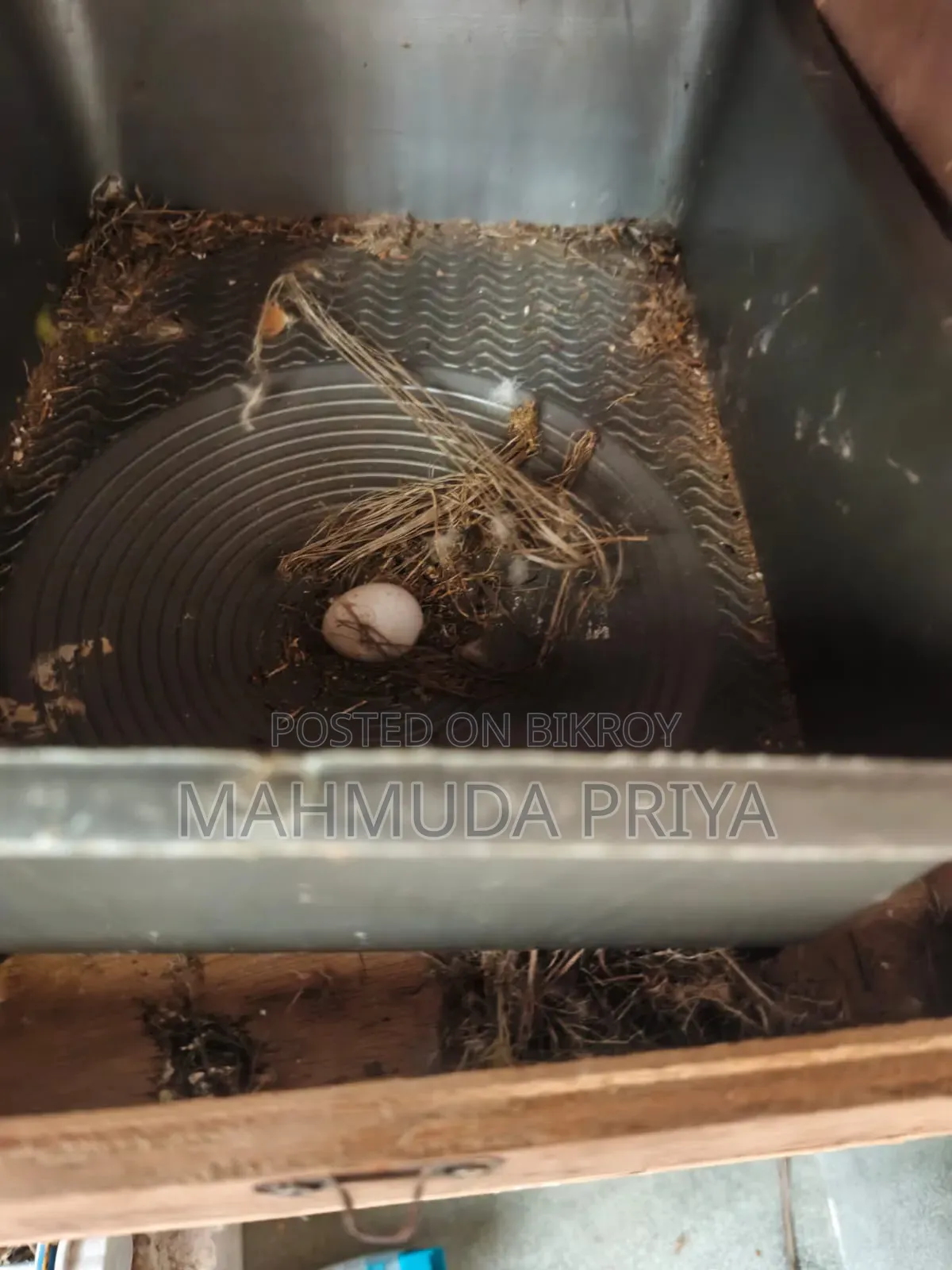 গ্রিন ওপালাইন ফিশার মেল প্যাস্টেল গ্রিন