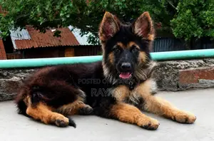1-3 months Male Purebred German Shepherd