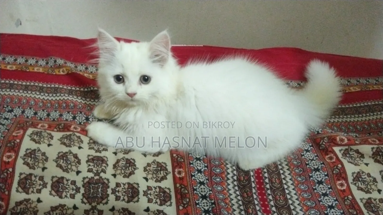 6-12 Months Female Purebred Persian