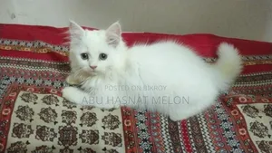 6-12 Months Female Purebred Persian