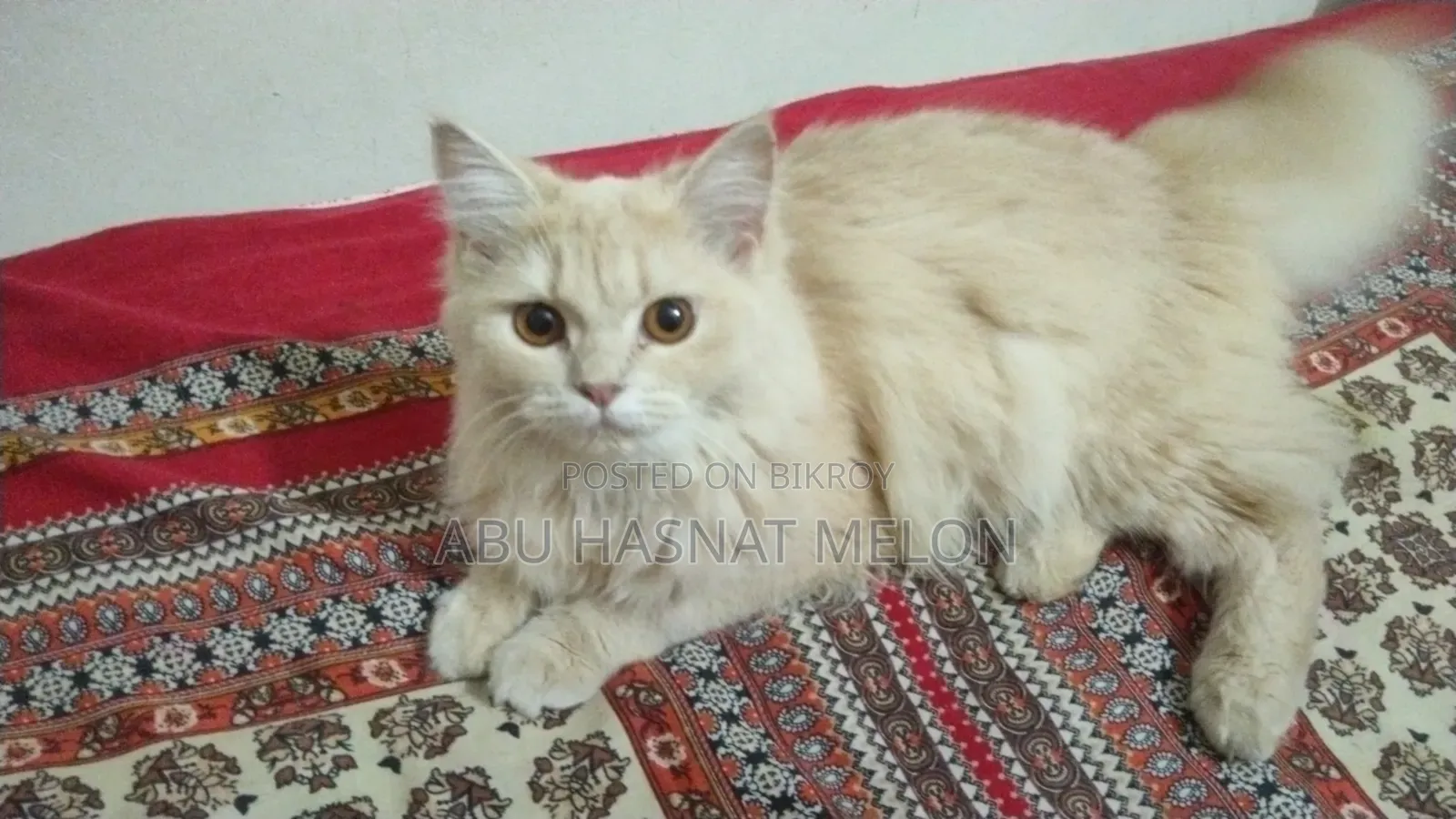 6-12 Months Female Purebred Persian