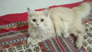 6-12 Months Female Purebred Persian