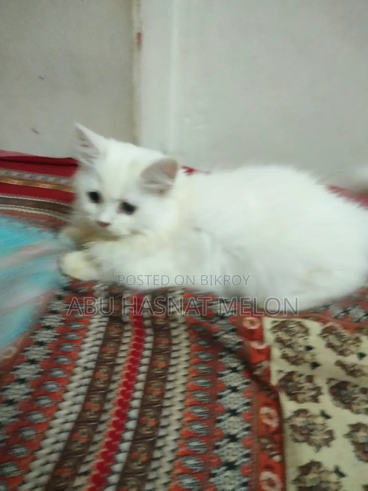 6-12 Months Female Purebred Persian