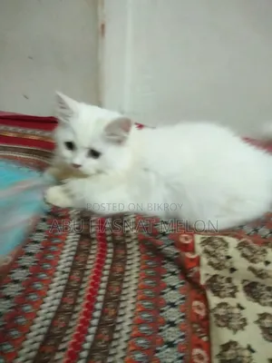 6-12 Months Female Purebred Persian