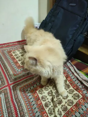 6-12 Months Female Purebred Persian