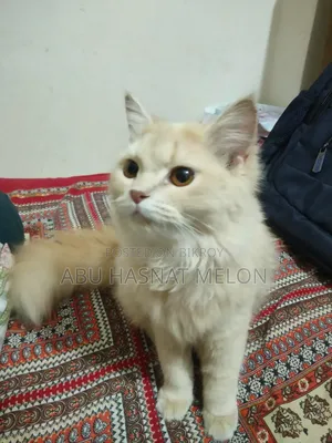 6-12 Months Female Purebred Persian