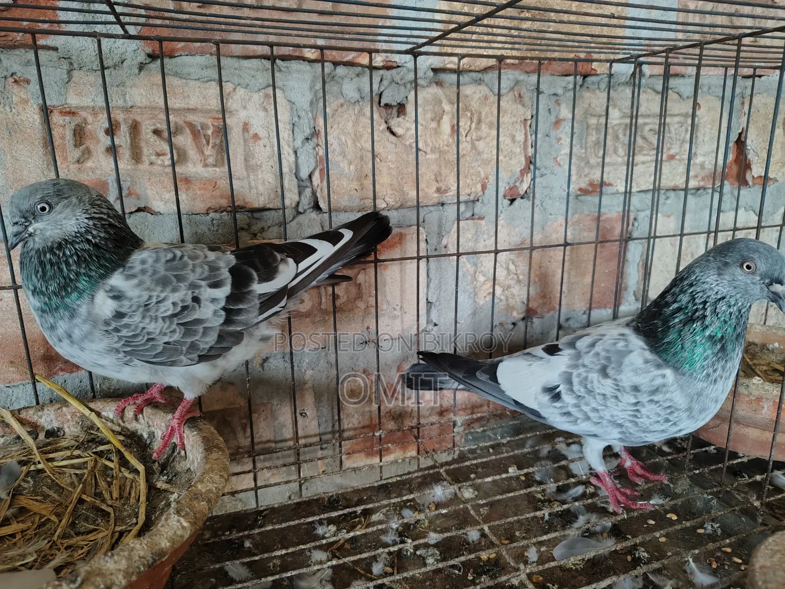 রেছিং ছিলভা গিরিবাজ রানিং জোরা