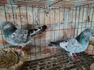 রেছিং ছিলভা গিরিবাজ রানিং জোরা
